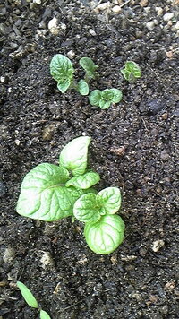 野菜の袋栽培 木綿の生地を袋に縫い ジャガ芋を袋栽培していました Yahoo 知恵袋