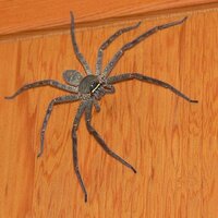 巨大蜘蛛以前仕事で硫黄島に行ったことがあるのですが そのとき部屋の中で巨大な蜘蛛 教えて 住まいの先生 Yahoo 不動産