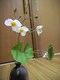 この花の名前は何ですか シラユキゲシ 白雪芥子 です 現在 Yahoo 知恵袋