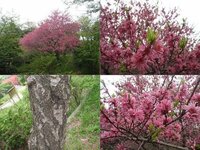 この濃いピンクの花の木はなんでしょう 春です 春先 4月中旬 に花 Yahoo 知恵袋