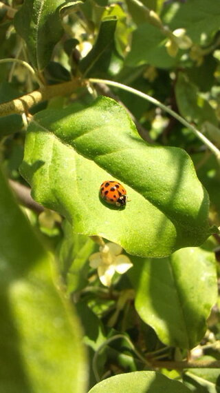 益虫のてんとうむし 益虫と害虫のテントウムシの見分け方は 背中がテカっ Yahoo 知恵袋