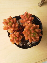 この多肉植物はなんという種類でしょうか リトルゼムや虹の玉にも似 Yahoo 知恵袋