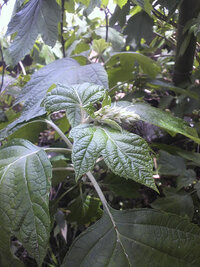 庭木の枝先に 白い綿みたいなものと 中に白い小さい虫 のようなものがついてい Yahoo 知恵袋