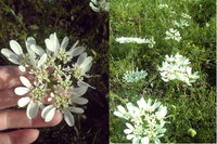 オルレアに似た田舎の道端に今の時期に咲いている花がほしくて無理やり引っこ抜き Yahoo 知恵袋