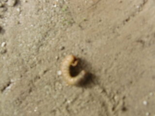 この幼虫は何の幼虫ですか 家の庭の植木鉢の中とかによくいるんです ほ Yahoo 知恵袋