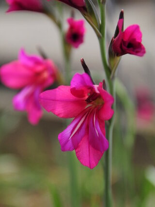 この花の名前教えて 今日撮影 徳島グラジオラスに似ています 茎の太さは一般 Yahoo 知恵袋