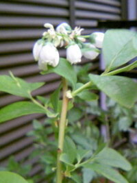 茶葉の剪定 祖母が今悩んでいます お茶の葉 茶の木を剪定するのはいつごろの時 Yahoo 知恵袋