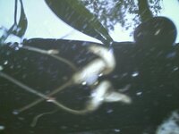 ナメクジの天敵について教えてください 我が家の庭には 暖かい季節になると Yahoo 知恵袋