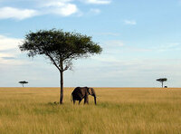 木の名前を教えて下さい アフリカの草原の映像などで広 い草 Yahoo 知恵袋