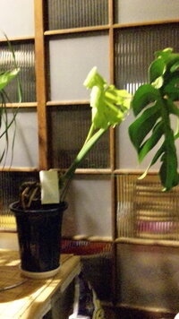 モンステラ高さ60 茎の変形について 茎が横に育っていきます Yahoo 知恵袋