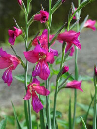 この花の名前教えて 今日撮影 最近良く見かけます 徳島グラジオラ Yahoo 知恵袋