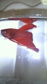 ベタが病気っぽいんですが 以前水かび病になりメチレンブルーで薬浴 Yahoo 知恵袋