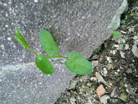 この植物は何ですか 葉っぱをちぎると白い液体が出てきました Yahoo 知恵袋