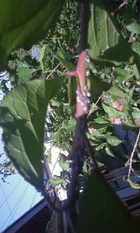梅の木にぎっしり写真のような白い虫がいますもうすぐ梅の実をとりた Yahoo 知恵袋