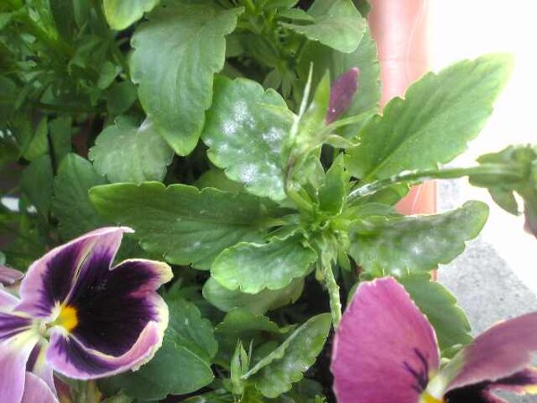 パンジーの葉ッパに白い粉が、いっぱいつきました。葉の上より裏の方 