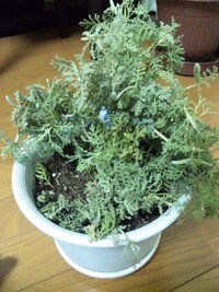 フレンチラベンダー系の夏越しに関してお伺いします 鉢植えのラベンダー Yahoo 知恵袋