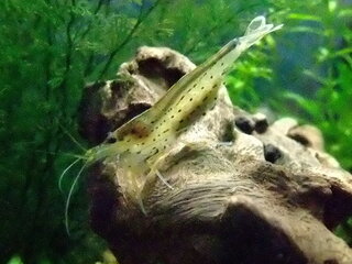 卵 ヤマト ヌマエビ