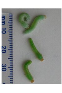 ヒメシャラの木に緑色の虫がいました 何かの幼虫 退治したほうがいいかな Yahoo 知恵袋