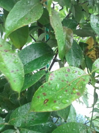 これは病気ですか シンボルツリーのヤマボウシに茶色の斑点が3日ほ Yahoo 知恵袋