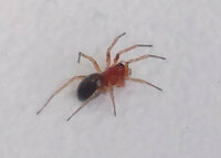 この蜘蛛の名前を教えてもらえませんか？仕事をしていたら会社のデスクに小さな赤い蜘蛛が現れました。
ネットで調べてみましたが、どうも回答が得られません。どうかよろしくお願いします。 体、足ともに赤色でお尻だけが黒い。
体長は1mm〜足を含めれば2mmくらいありそうです。
観察していると糸を出しながら移動していました。
写真を撮ったので添付します。