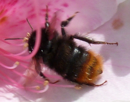 つつじの花の蜜に寄ってきていたハチです 最初はクマバチだと思って Yahoo 知恵袋