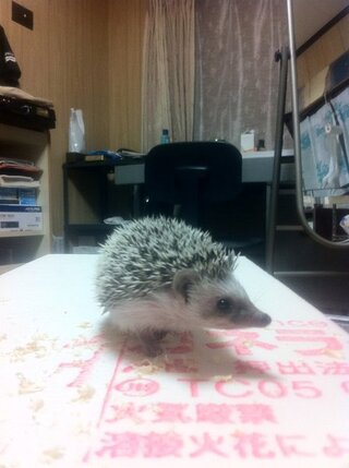 ハリネズミの色について 下の写真のハリネズミの色は何色でしょうか 生後 Yahoo 知恵袋