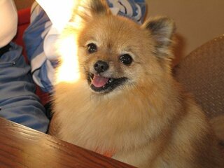 犬に子供を産ませるには 今年６歳になるメスのポメラニアンがいますが Yahoo 知恵袋