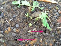 古文の 見ゆ と 見る の違いを教えてください 見ゆ は現代 Yahoo 知恵袋