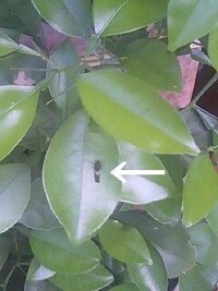 庭のみかんの葉についたこの虫は何ですか 芋虫のような毛虫のような 黒 Yahoo 知恵袋