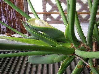 セロームの花が咲きましたがこれが食べられると聞きましたが どのよ Yahoo 知恵袋