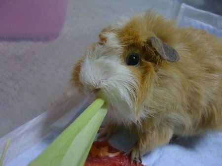 モルモットにあげるトウモロコシの皮について質問です うちの Yahoo 知恵袋