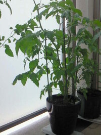 コンパニオンプランツでトマトとミントを 園芸センターに行き コンパニ Yahoo 知恵袋