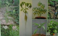 梅は何科の植物ですか 梅はバラ科の植物です バラ科のサ Yahoo 知恵袋