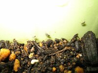 これは何の虫ですか プランターで野菜を栽培しています 土の中から Yahoo 知恵袋