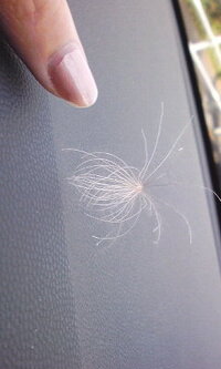 これってケセランパセランでしょうか 植物のような 生き物のような 車を運 Yahoo 知恵袋
