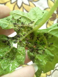 グリーンカーテンゴーヤの葉につく虫について 苗４本のうちの３枚 Yahoo 知恵袋