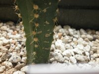 サボテンについて質問です 最近買ってきたサボテンに茶色い斑点のようなものが Yahoo 知恵袋