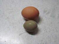 庭を耕していたら土の中から卵が出てきました 鶏の卵より小さくウズラよりは大 Yahoo 知恵袋