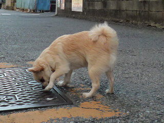 犬の嫌いな臭いってあるの 愛犬のチワワ 雄8歳 です 臭いを嗅ぐのが大好き Yahoo 知恵袋