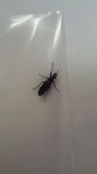 黒い虫が大量発生しています この虫の名前を職場のみんなで調べてますが名前が Yahoo 知恵袋