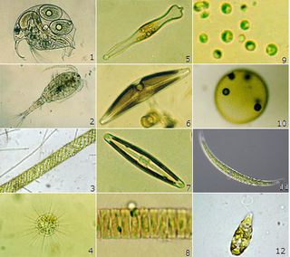 シニア シルバーの皆さん こんにちは 微生物って可愛いと思いませ Yahoo 知恵袋