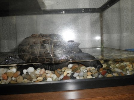 緊急】ペットの亀の様子がおかしいです - 飼い始めて13年目に 