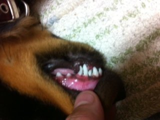 ミニチュアダックスについて質問です 最近 歯が抜け替わってるのですが 気付 Yahoo 知恵袋