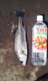 魚釣りしてたら釣れました この魚どうでしょうか スズキの子供のセイゴ Yahoo 知恵袋