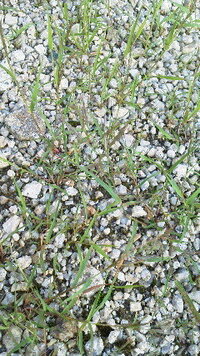 去年はスギナに悩まされ一つ一つ除草剤を刷毛で塗り除去 そのおかげで 今年は Yahoo 知恵袋