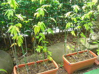 ゴーヤの小さい実について大きいプランターに２株 ゴーヤを初めて栽培してい Yahoo 知恵袋