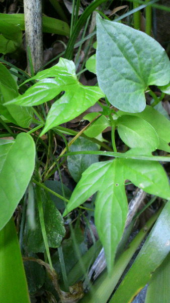 この、葉っぱが3つに分かれた植物はなんでしょうか。ドクダミにかぶっ