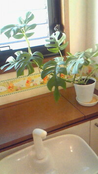 日の当たらないトイレに観葉植物 風水ではトイレに植物を置くと悪 Yahoo 知恵袋