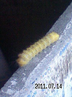 黄色い毛虫が大発生しています 隣の家のツル状の植物が 家の壁を蔦 Yahoo 知恵袋