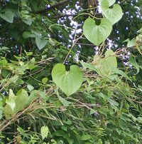 頂いた多肉植物の鉢植えに ハート型の葉っぱのつる植物が生えて Yahoo 知恵袋